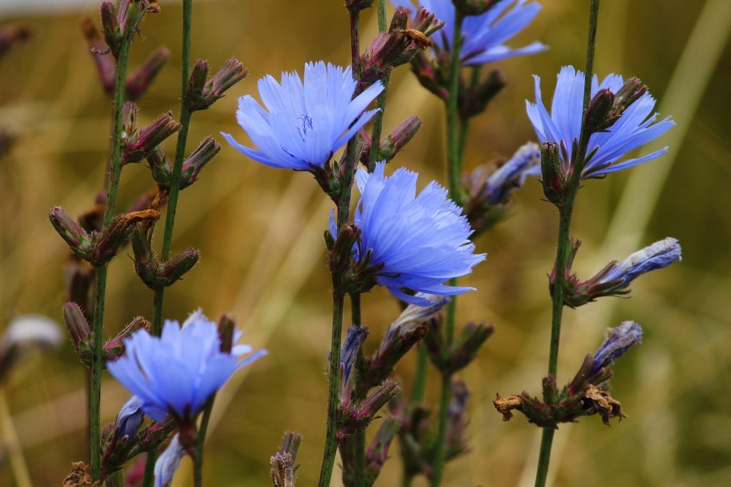 wait away, chicory, mean wegwarte