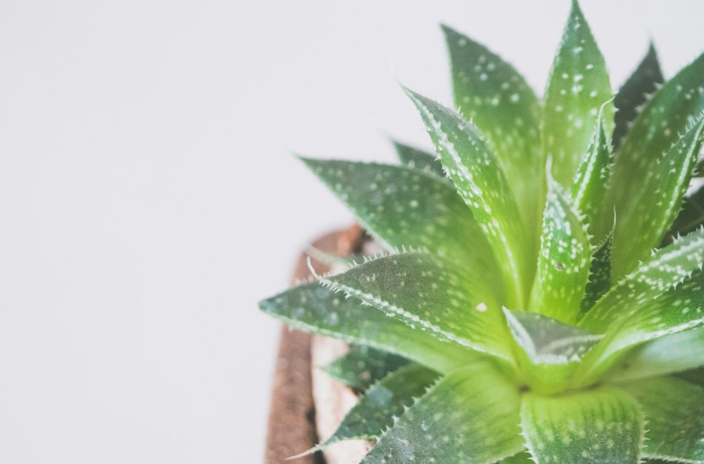 green Aloe vera plant