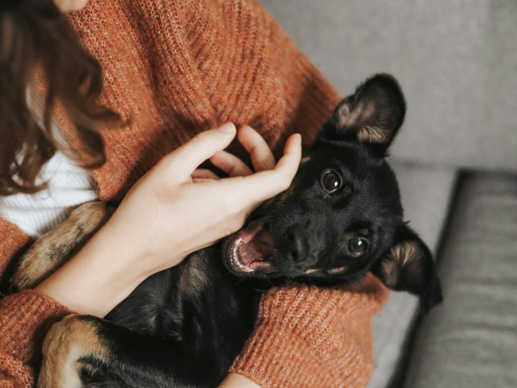 black short coat small dog