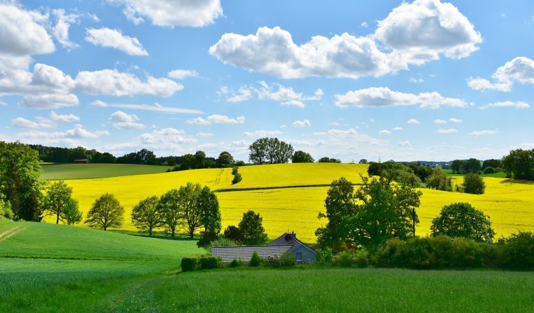 landscape, nature, oilseed rape