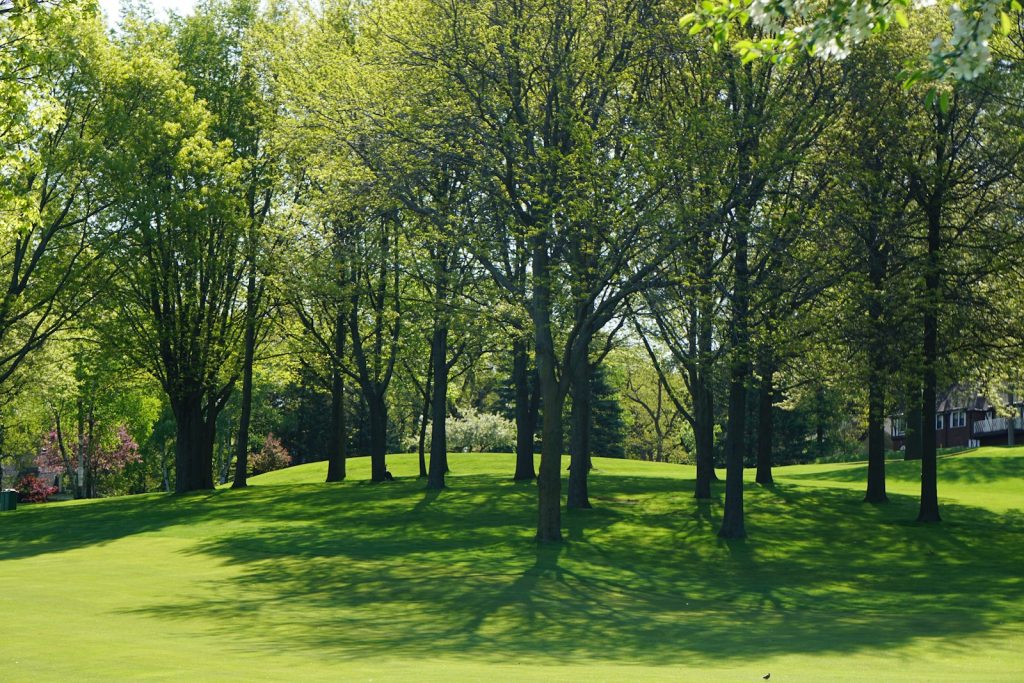 green trees on green grass field during daytime