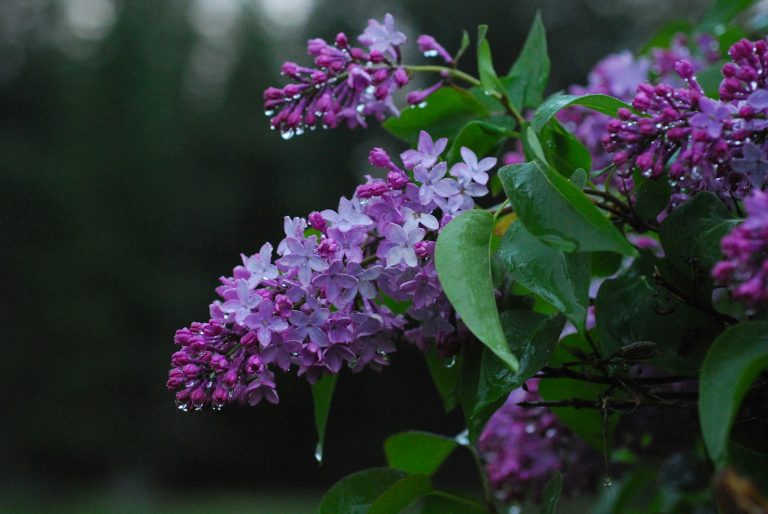 Florile de liliac: Remediu natural pentru sănătatea ta