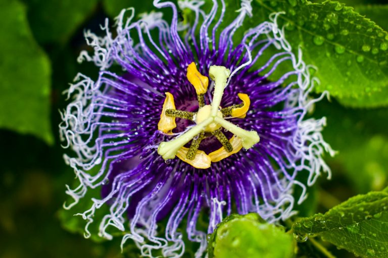 Flowering Purple Passionflower