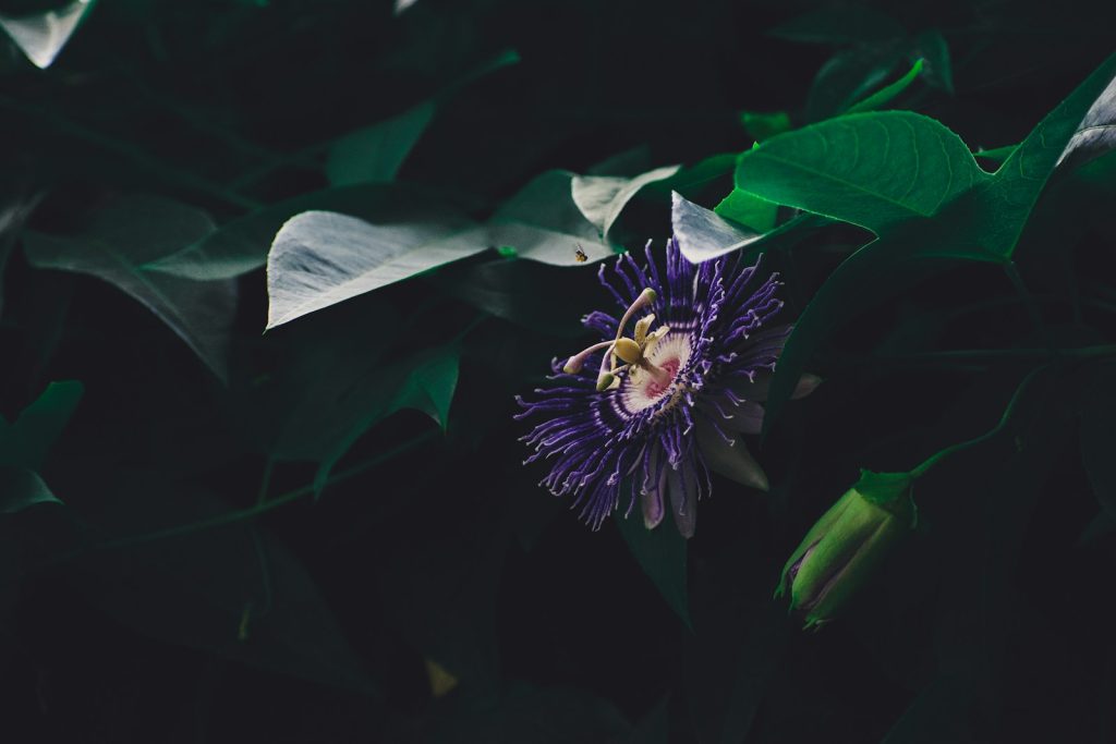 purple petaled flowers