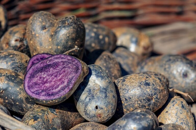 Cartofii mov: O bijuterie nutritivă cu beneficii uimitoare pentru sănătate