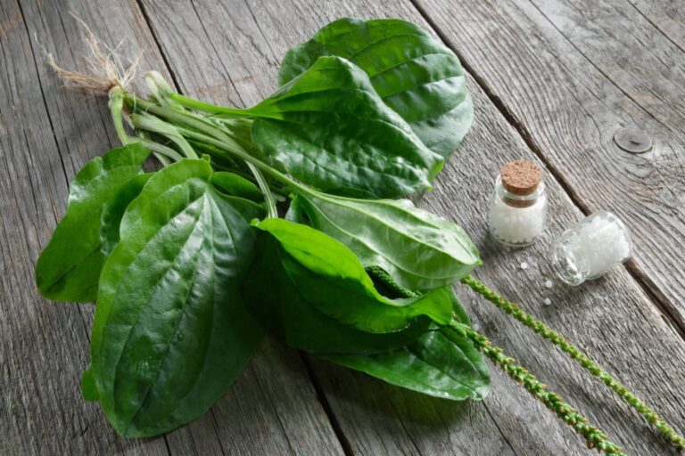 Pătlagina: O plantă umilă cu puteri vindecătoare remarcabile