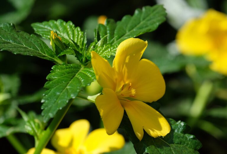 Damiana: Floarea cu secrete terapeutice