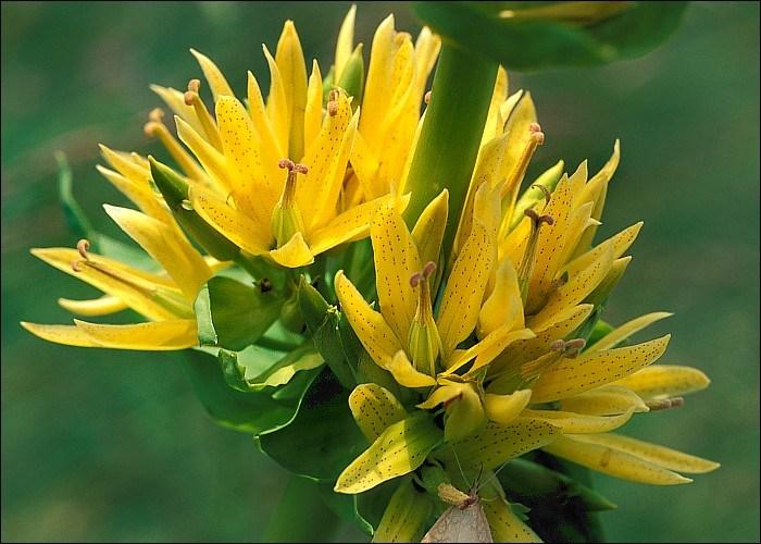 Gențiana: O plantă medicinală cu puteri digestive, tonice și antiparazitare