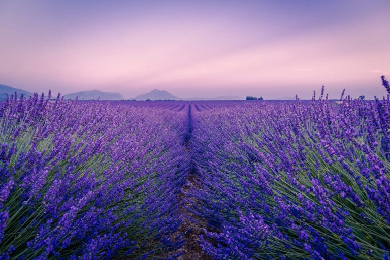Lavanda: Mai mult decât o plantă frumoasă – O sursă de beneficii nenumărate