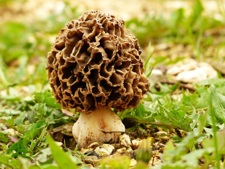 5 beneficii uimitoare pentru sănătate ale ciupercilor Zbârciog (Morchella Morel)