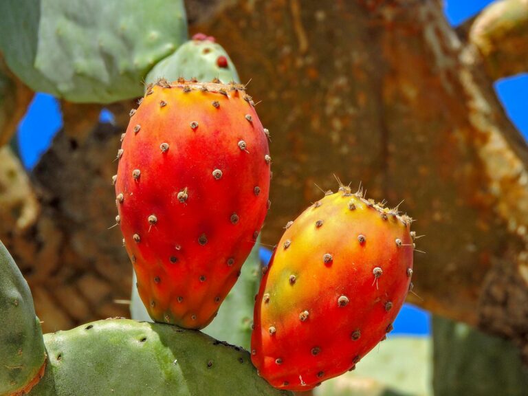 Descoperă fructul de cactus: O delicatesă exotică cu beneficii incredibile pentru sănătate