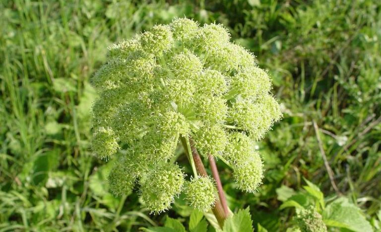 Angelica: O plantă-minune cu puteri vindecătoare