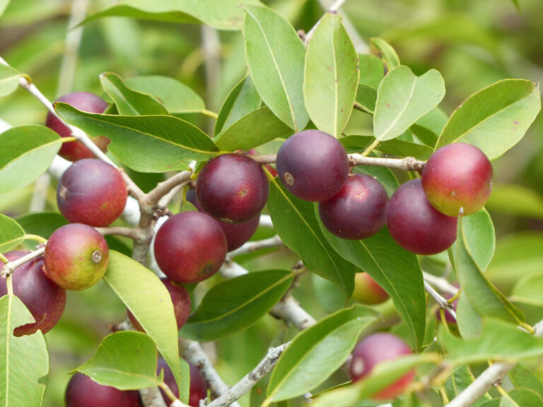 Camu Camu: Superfructul amazonian cu putere antioxidantă record