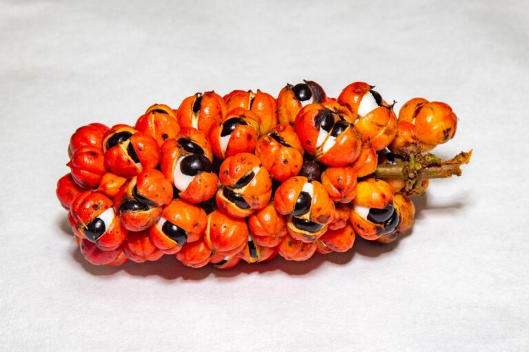 Guarana: 15 beneficii uimitoare pentru sănătate