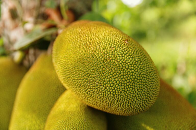 Jackfruit: Minunea tropică plină de beneficii – Tot ce trebuie să știi